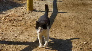 Gato en Mónsul