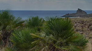 Palmitos en CAbo de Gata