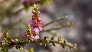 Detalle Flor