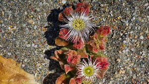 Flor del desierto