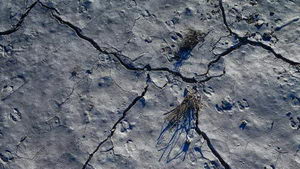 Desierto