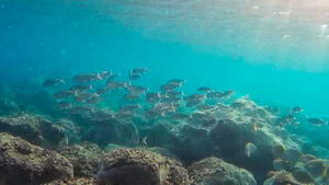 Fondo Marino en Cabo de Gata