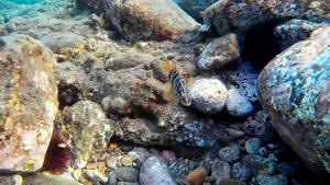 Peces en Cabo de Gata