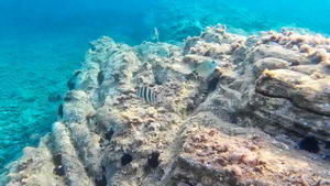 Sargos fondo marino