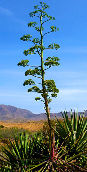 Pita del Cabo de Gata