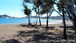 Beach de los Genoveses - Pequeño bosque