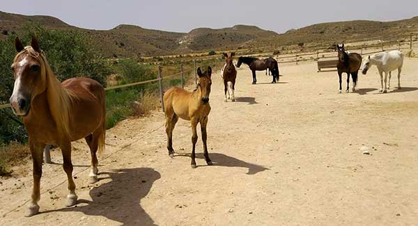 Ruta en caballos Cabo de Gata
