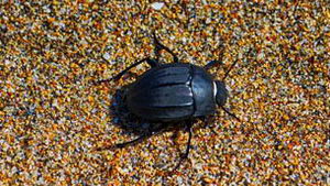 Escarabajo playa