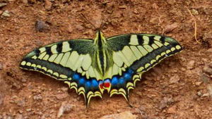 mariposa en Cabo de Gata 